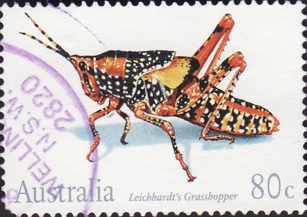 More than a quarter of Europe’s crickets and grasshoppers are being driven to extinction
