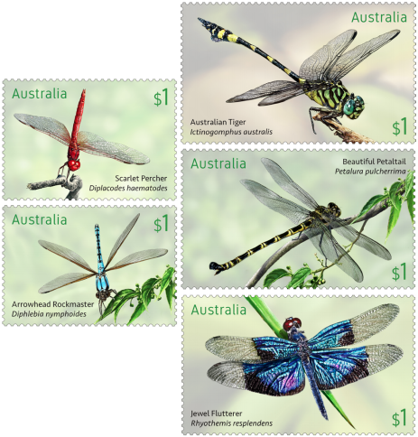 insects australia