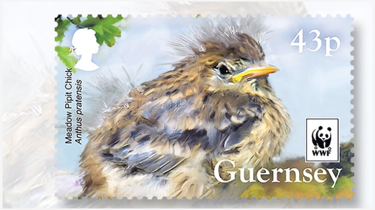 meadow-pipit-stamp