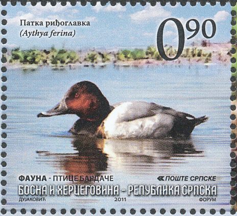 Finnish populations of the pochard have fallen a staggering 80% in the past 20 years