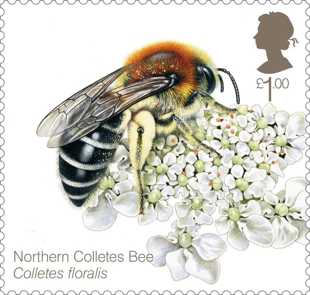 Bees-Northern-Colletes-Bee-Stamp