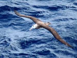 Tristanalbatros