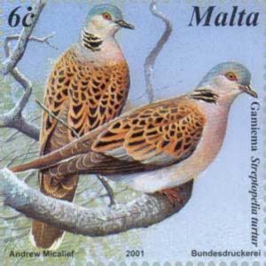 Turtle-Dove-Streptopelia-turtur-postage-stamp-27[1][1]
