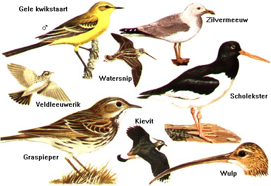 boerenlandvogels