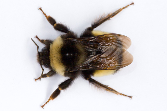 bombus terricola
