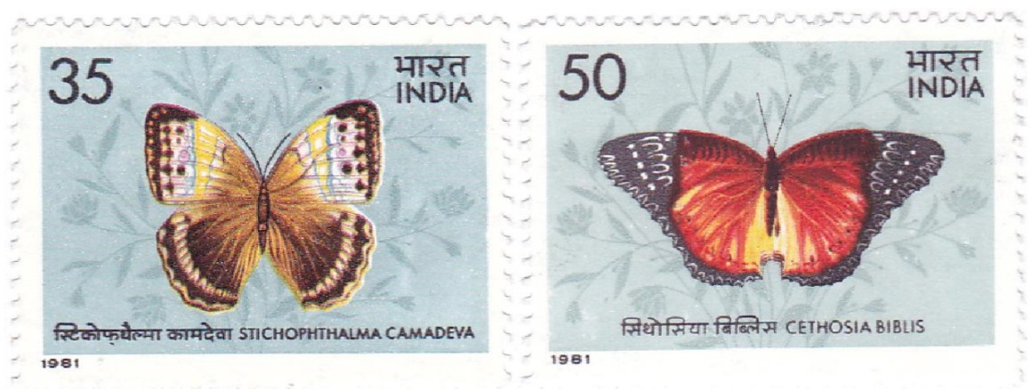 butterflies20