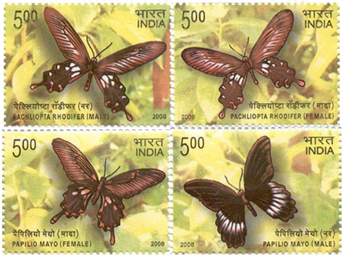 butterflies21