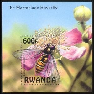hoverfly