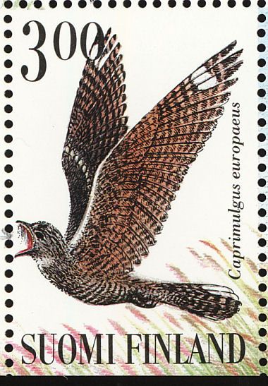 nightjar2