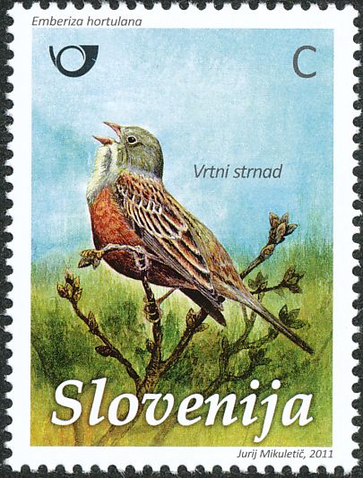 ortolaan