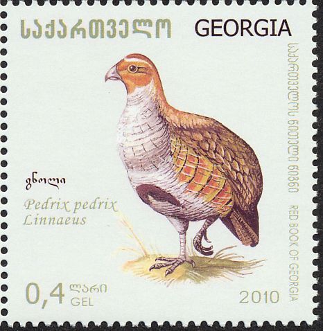 partridge4