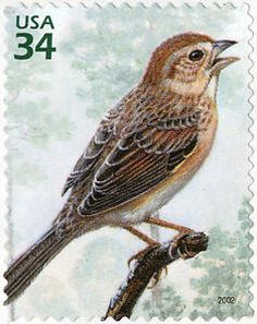 sparrow1