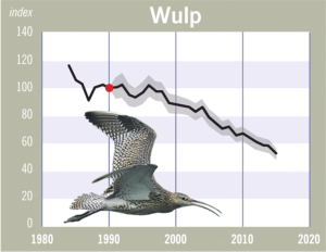 wulp