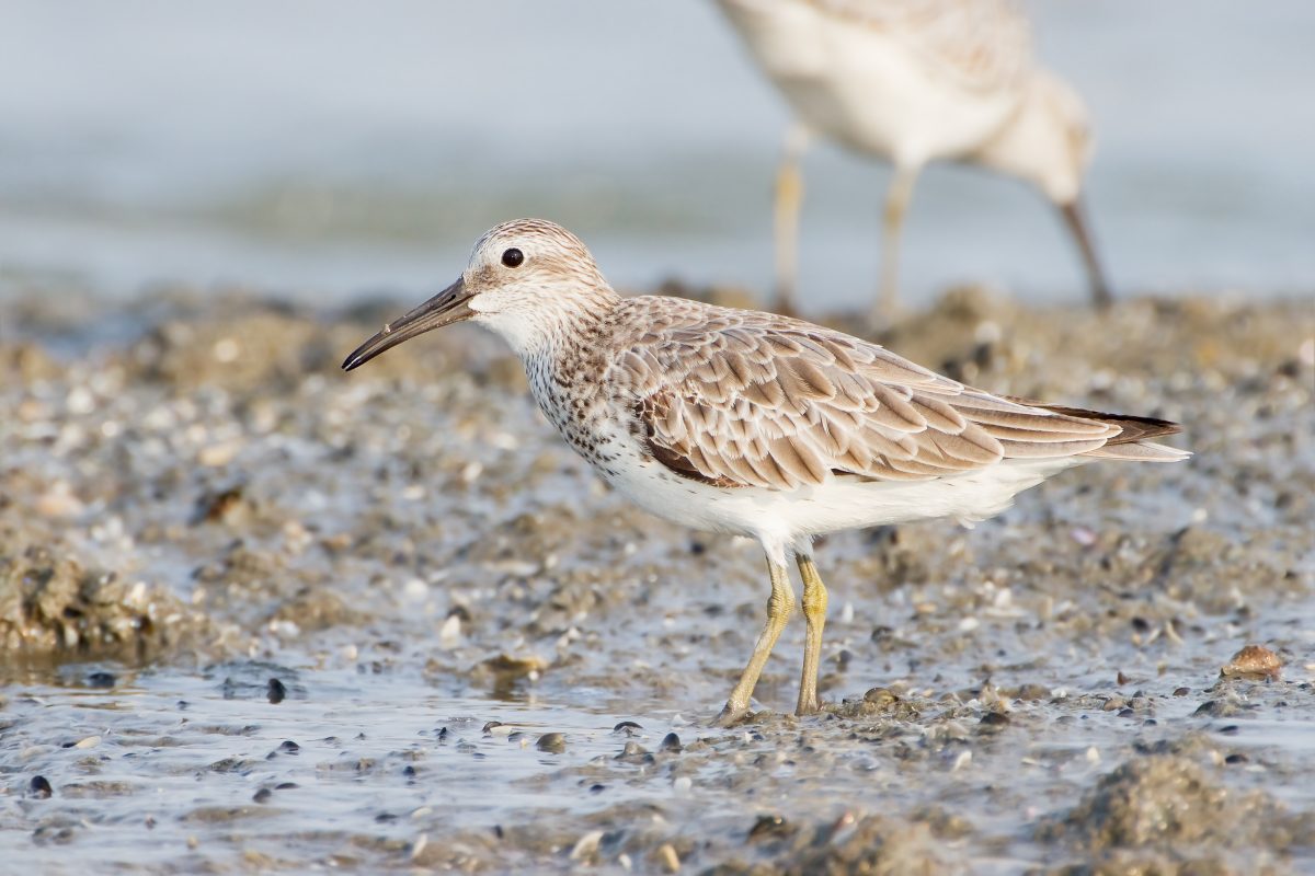 grote kanoetstrandloper