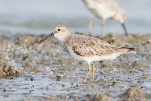 grote kanoetstrandloper