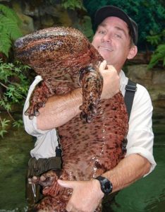 Chinese giant salamander