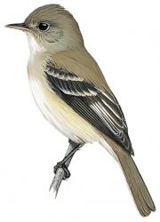 Empidonax traillii
