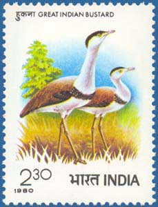 The great Indian bustard stands on the brink of extinction