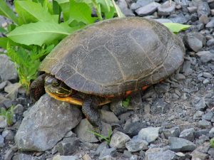 Midland sierschildpad