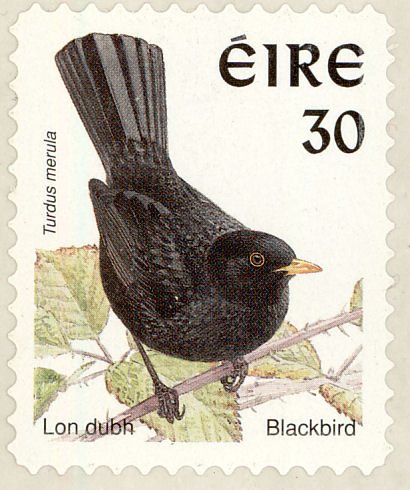 blackbird1