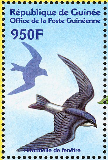 house martin4