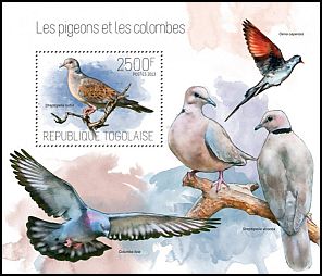 turtle dove1