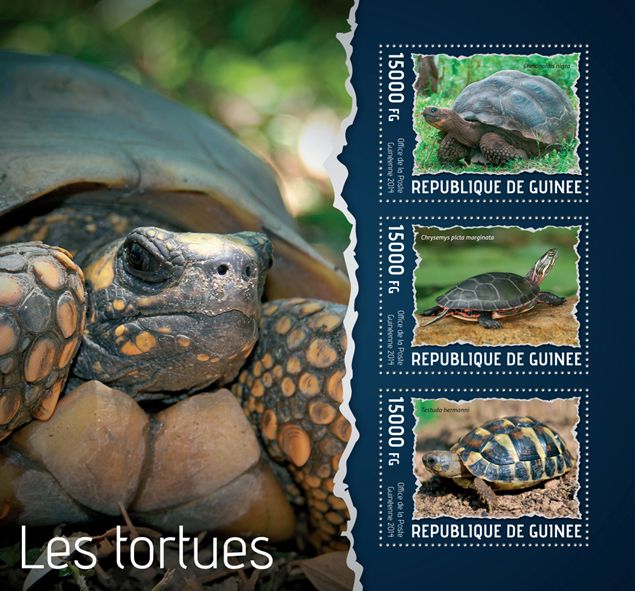 turtles3