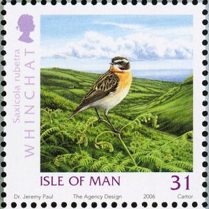 whinchat3