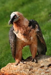 lammergier