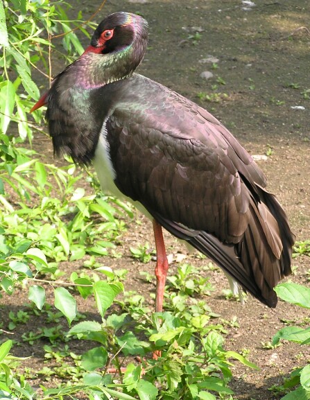 zwarte ooievaar