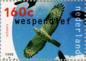 European-Honey-Buzzard-Pernis-apivorus
