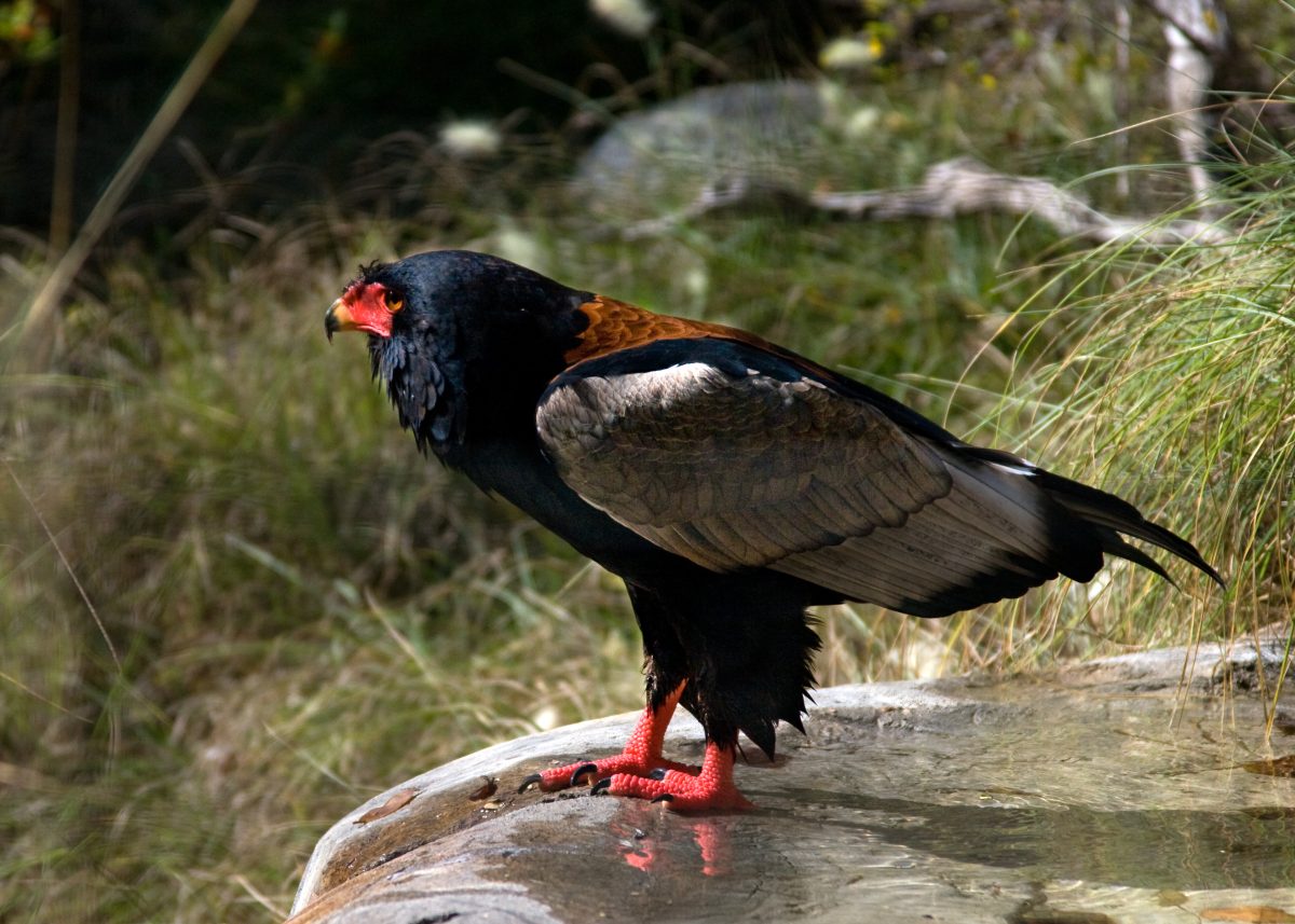 Bateleur