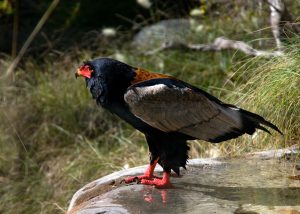 Bateleur