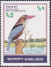 Bangladesh lost 80% of its birds in less than 25 years