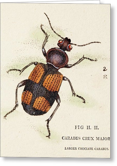 crucifix ground beetle