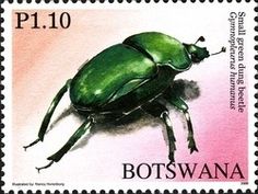 dung beetle