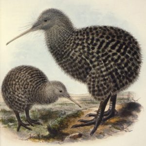 Grote grijze kiwi