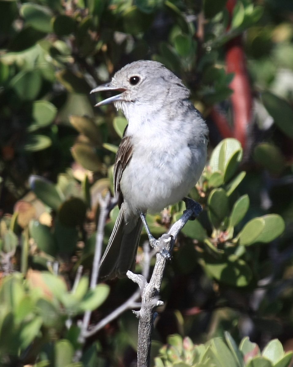 Grijze vireo