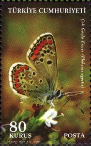 brown argus butterflu