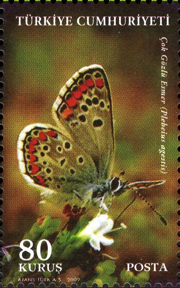 Butterfly numbers in the UK’s woods have dropped by almost 60% since 1990