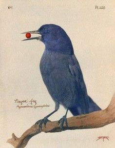 Bird populations in New Mexico are nosediving