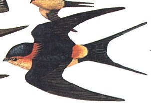 swallow1