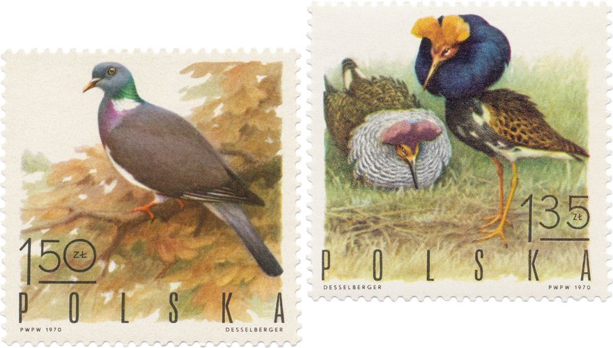 Nederlandse boerenlandvogelindicator is sinds 1990 met 30% gedaald