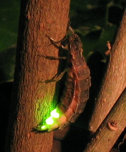 Grote glimworm