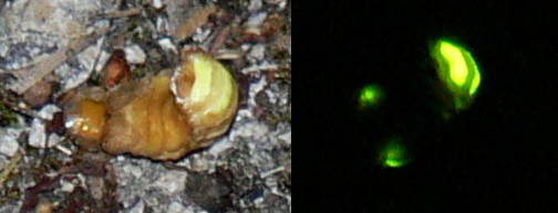 kleine glimworm