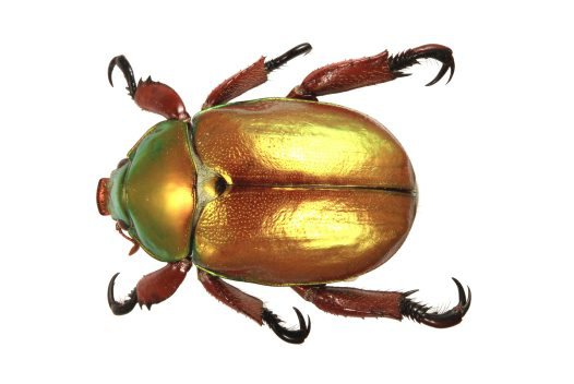 christmas beetle