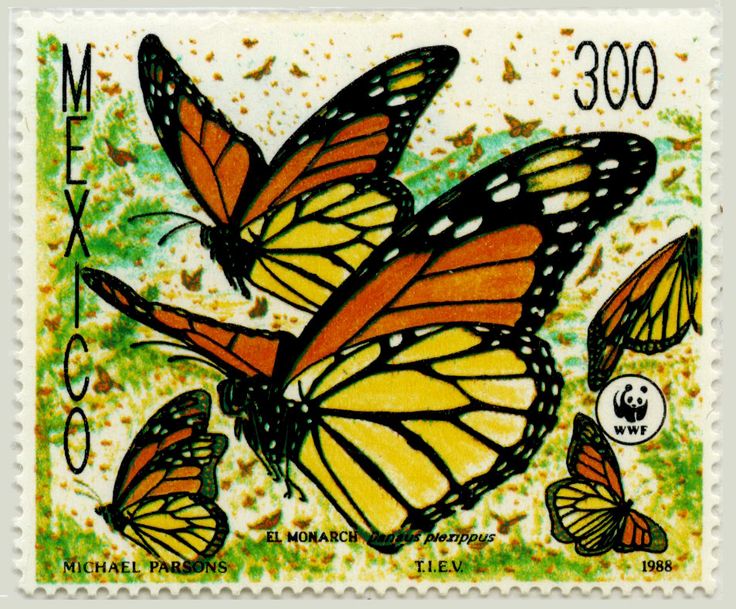 Monarch butterfly numbers plummet 86 percent in California