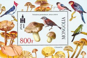 Red-backed-Shrike-Lanius-collurio-Coalman-Mushroom-Trich