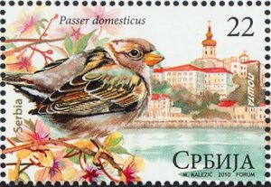house sparrow4