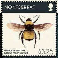 Disappearing bumblebee species under threat of extinction